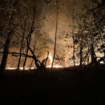 firefighters-battle-blaze-in-brooklyn’s-prospect-park-as-nyc’s-unprecedented-dry-stretch-continues