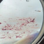 airplane-splattered-with-blood-after-propellers-butcher-flock-of-alaska’s-state-bird:-gruesome-pics