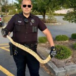 missing-python-discovered-in-north-carolina-chili’s-parking-lot-reunited-with-owner:-‘my-baby-girl’