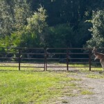 pet-kangaroo-on-the-hop-for-nearly-3-weeks-found-in-florida;-owner-is-cited