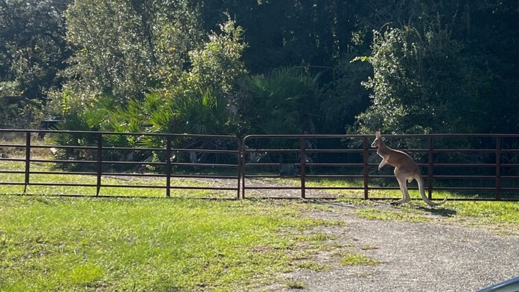 pet-kangaroo-on-the-hop-for-nearly-3-weeks-found-in-florida;-owner-is-cited