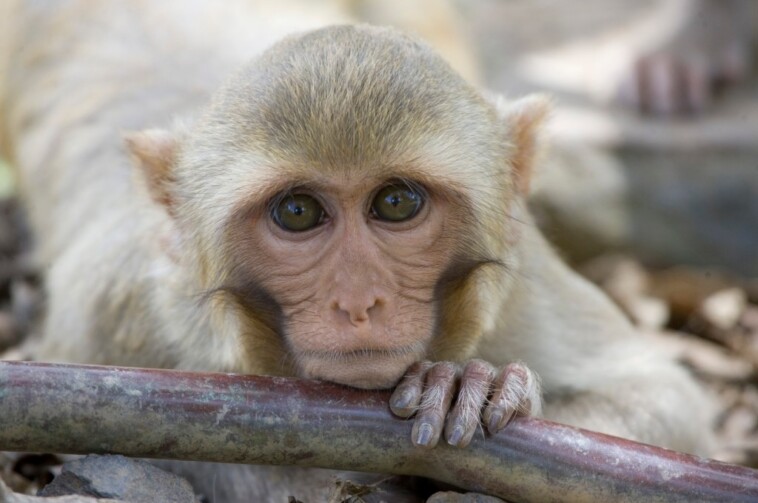 1-monkey-recovered-safely,-42-others-remain-on-the-run-from-south-carolina-lab