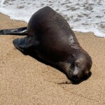 officials-probing-shooting-death-of-california-sea-lion