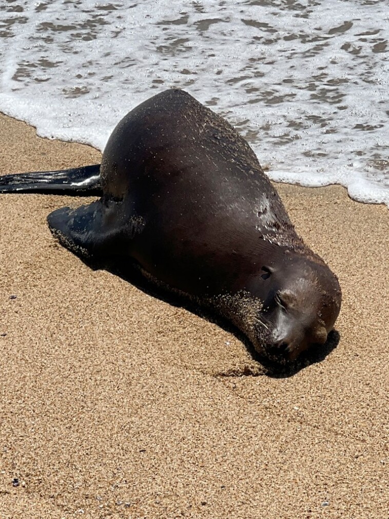 officials-probing-shooting-death-of-california-sea-lion