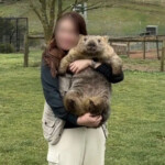 tourists-cause-firestorm-after-photos-holding-wombats-on-vacation-go-viral