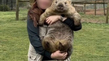 tourists-cause-firestorm-after-photos-holding-wombats-on-vacation-go-viral