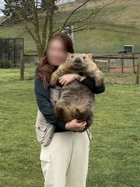 tourists-cause-firestorm-after-photos-holding-wombats-on-vacation-go-viral