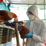 canada-detects-first-presumptive-human-h5-bird-flu-case:-‘a-rare-event’