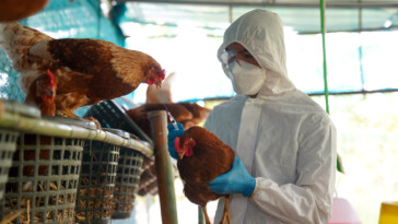 canada-detects-first-presumptive-human-h5-bird-flu-case:-‘a-rare-event’