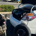 photos:-california-k-9-sniffs-out-2.2-pounds-of-suspected-fentanyl-hidden-in-car