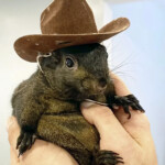 p’nut-the-squirrel-was-‘marked-for-death’-and-decapitation-from-the-start-—-as-rabies-test-results-reveal-tragic-twist