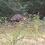 emus-escape-enclosure-in-south-carolina-a-week-after-dozens-of-monkeys-flee-research-facility:-‘sc-may-be-the-new-florida!’