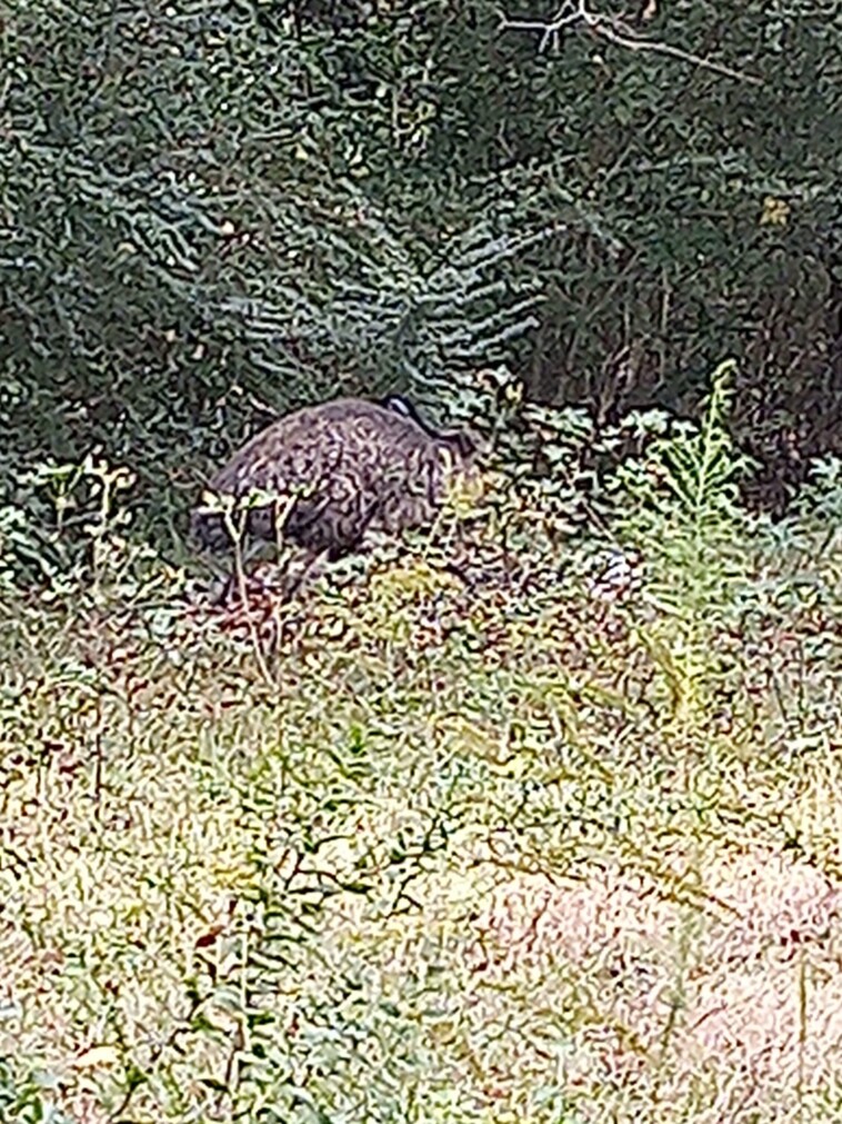 emus-escape-enclosure-in-south-carolina-a-week-after-dozens-of-monkeys-flee-research-facility:-‘sc-may-be-the-new-florida!’