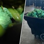 more-than-$31m-in-meth-concealed-in-shipment-of-peppers-seized-at-texas-mexico-border