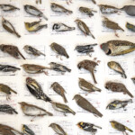 birds-are-dying-by-smashing-into-nyc-skyscrapers-in-record-numbers-—-here’s-potentially-why