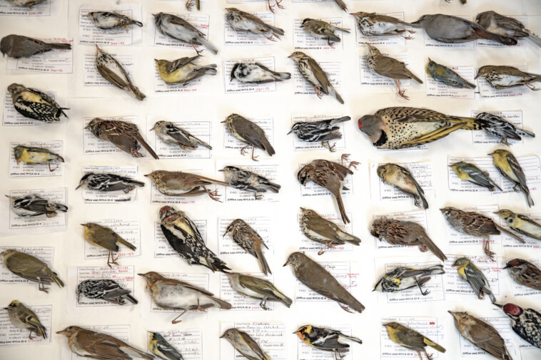 birds-are-dying-by-smashing-into-nyc-skyscrapers-in-record-numbers-—-here’s-potentially-why