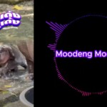 thailand’s-viral-baby-hippo-moo-deng-thrills-fans-with-bouncy-new-theme-song