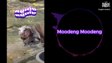 thailand’s-viral-baby-hippo-moo-deng-thrills-fans-with-bouncy-new-theme-song