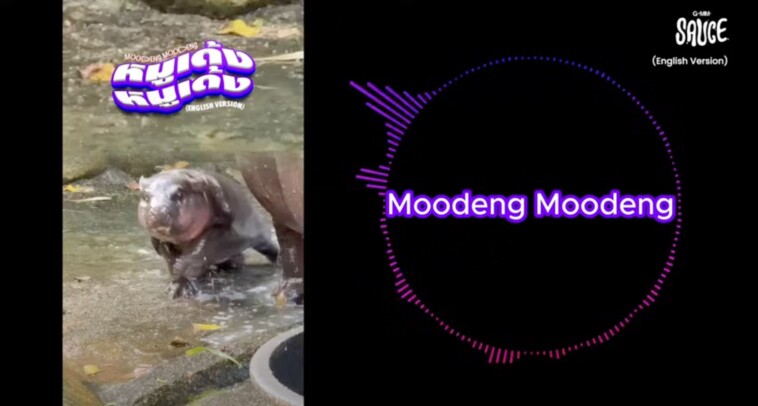 thailand’s-viral-baby-hippo-moo-deng-thrills-fans-with-bouncy-new-theme-song