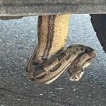 arizona-firefighters-remove-boa-constrictor-from-pickup-truck:-‘unusual-call’