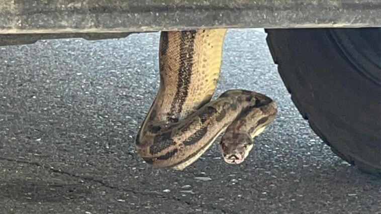 arizona-firefighters-remove-boa-constrictor-from-pickup-truck:-‘unusual-call’