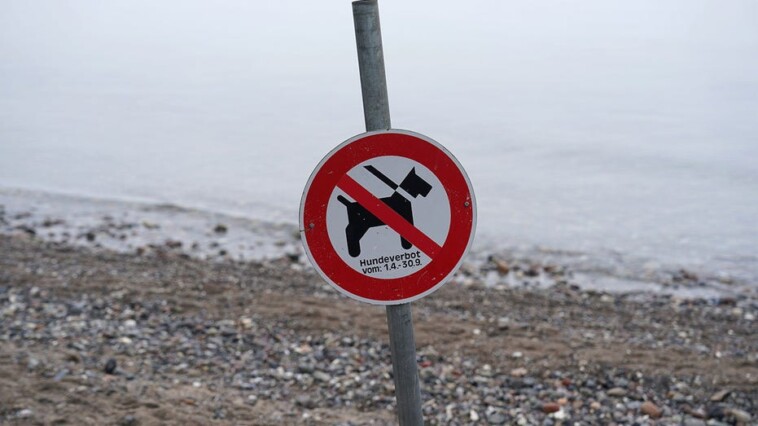 welsh-government-advised-to-create-dog-free-zones-to-combat-racism