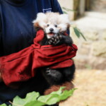 fireworks-cause-tragic-death-of-baby-red-panda-at-edinburgh-zoo