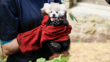 fireworks-cause-tragic-death-of-baby-red-panda-at-edinburgh-zoo