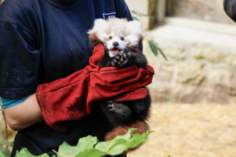 fireworks-cause-tragic-death-of-baby-red-panda-at-edinburgh-zoo