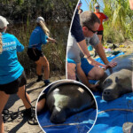 baby-manatee-found-stranded-in-florida-pond-due-to-hurricane-helene-surge