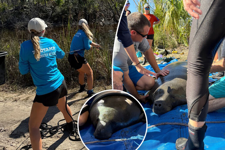 baby-manatee-found-stranded-in-florida-pond-due-to-hurricane-helene-surge