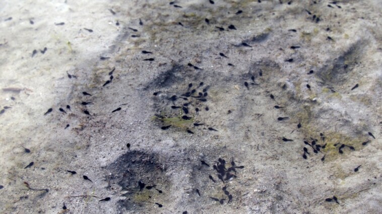 scientists-in-argentina-unearth-oldest-tadpole-fossil-ever-discovered