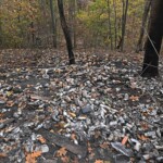 it-may-take-years-for-prospect-park-wildlife-to-return-after-nyc-brush-fire:-experts