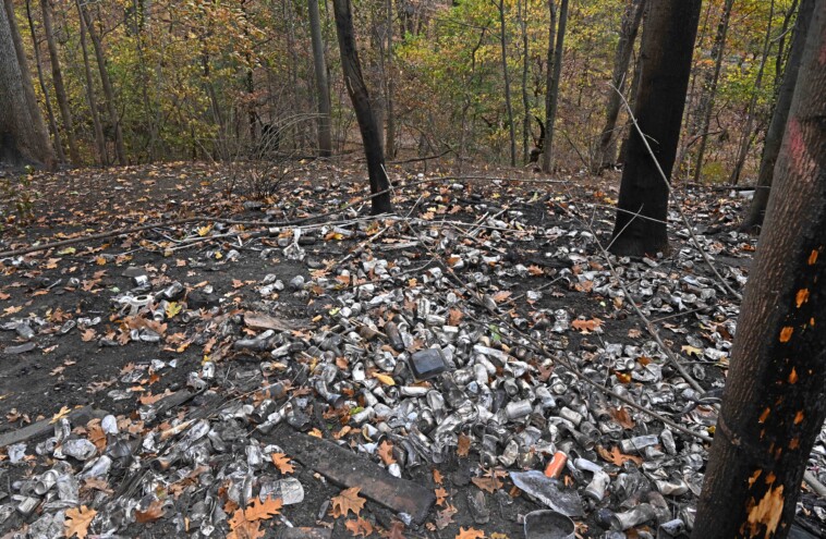 it-may-take-years-for-prospect-park-wildlife-to-return-after-nyc-brush-fire:-experts