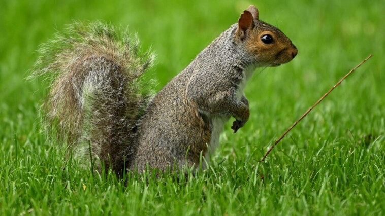 peanut-the-squirrel’s-story-gets-shoutout-from-supreme-court-justice-neil-gorsuch