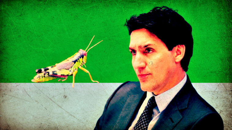 globalist-trudeau-went-all-in-with-feeding-insects-to-canadians-–-embattled-prime-minister-blew-$9-million-in-failed-edible-cricket-factory