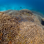 largest-ever-coral-discovered-in-pacific-ocean-—-and-can-be-seen-from-space:-‘cathedral-underwater’