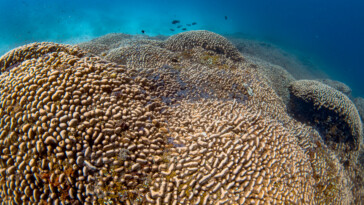 largest-ever-coral-discovered-in-pacific-ocean-—-and-can-be-seen-from-space:-‘cathedral-underwater’