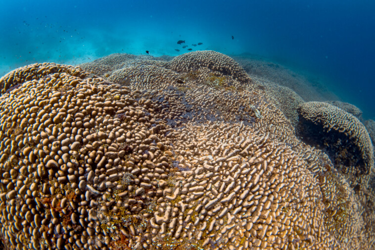 largest-ever-coral-discovered-in-pacific-ocean-—-and-can-be-seen-from-space:-‘cathedral-underwater’