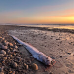 second-‘doomsday’-oarfish-washes-up-on-california-beach-in-three-months