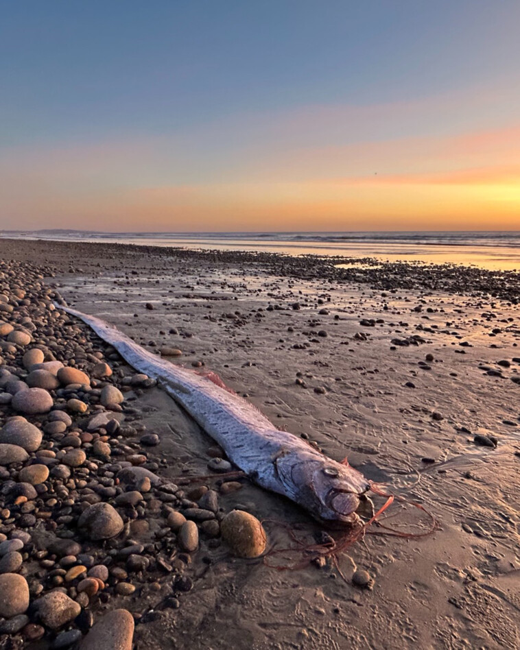 second-‘doomsday’-oarfish-washes-up-on-california-beach-in-three-months