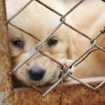 inside-america’s-disturbing-underground-market-for-pets:-is-your-dog-from-a-puppy-mill?