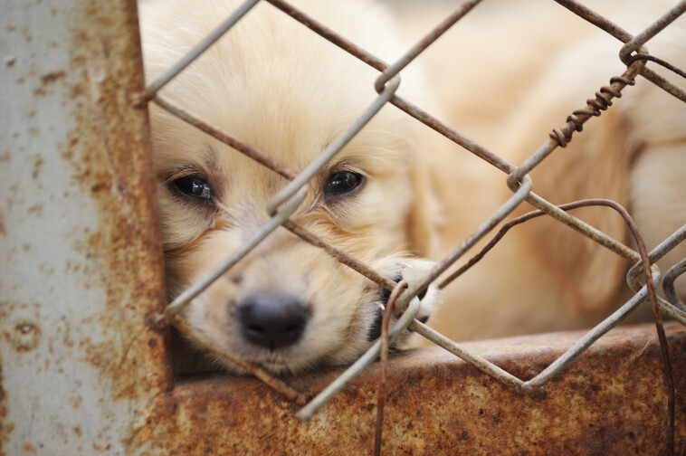 inside-america’s-disturbing-underground-market-for-pets:-is-your-dog-from-a-puppy-mill?