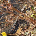 live-alligator-found-lurking-in-suburban-ny-waterway-as-mystery-remains-where-it-came-from