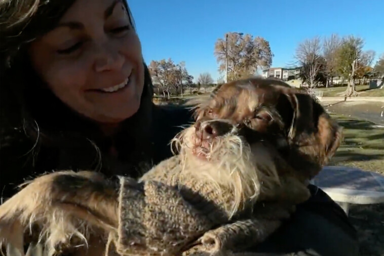 colorado-thief-nabs-disabled-dog’s-pricey-wheelchair-—-but-community-steps-up-to-help-pooch