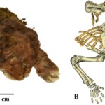 35,000-year-old-saber-toothed-kitten-mummy-found-encased-in-ice-almost-perfectly-preserved-in-siberia:-‘thick,-soft,-dark-brown-fur’