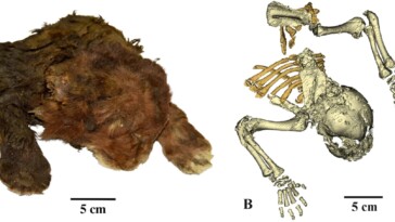 35,000-year-old-saber-toothed-kitten-mummy-found-encased-in-ice-almost-perfectly-preserved-in-siberia:-‘thick,-soft,-dark-brown-fur’