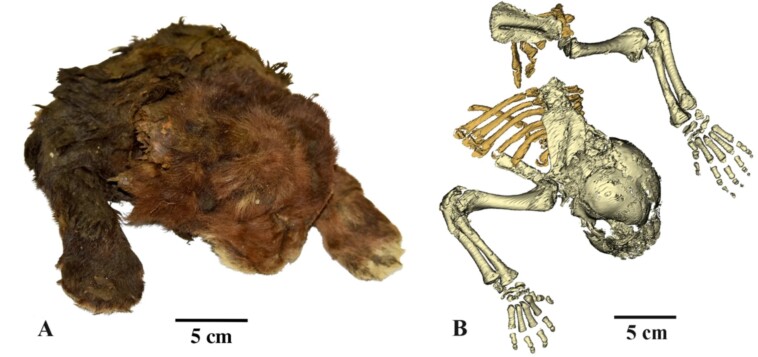 35,000-year-old-saber-toothed-kitten-mummy-found-encased-in-ice-almost-perfectly-preserved-in-siberia:-‘thick,-soft,-dark-brown-fur’