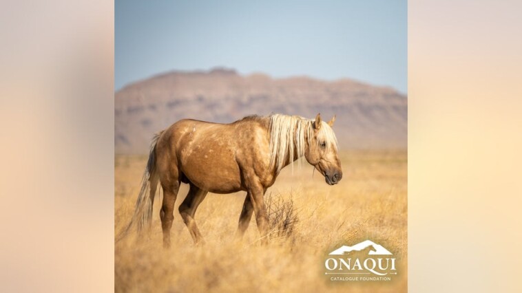 utah-authorities-offering-$30k-reward-for-information-on-shooting-death-of-wild-horse