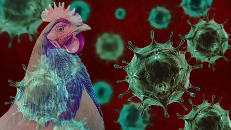 bird-flu-surges-in-several-us-states-with-reports-of-new-outbreaks:-‘getting-worse’